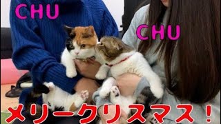 【親子猫】ぽこ太郎うま次郎とクリパ【スコティッシュフォールド】