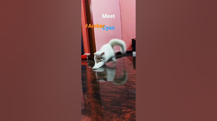 Watch the video about AmberCyan - The Indian SnowBell || Persian Doll Face Funny