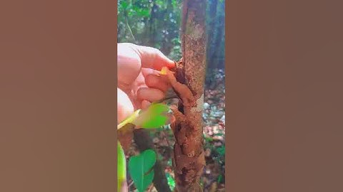 Tắc kè đá ( cốt toái bổ)