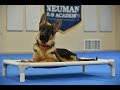 Tucker (German Shepherd Dog) Puppy Camp Dog Training Video Demonstration Tucker (German Shepherd Dog) Puppy Camp Dog Training Video Demonstration