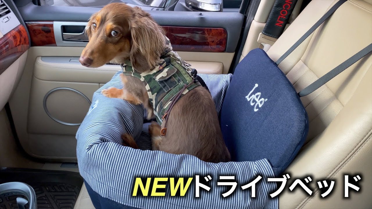 新しいドライブベッドに乗って、新しいおもちゃを買いに行く【ミニチュアダックス】