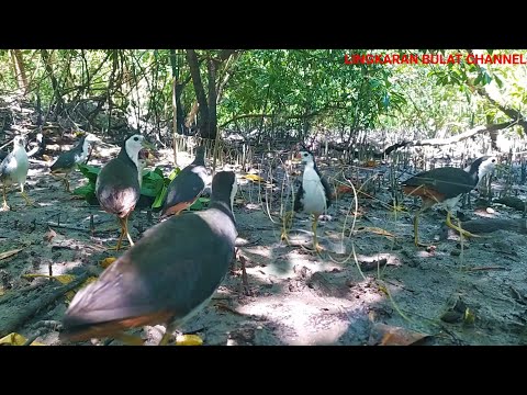 terlalu banyak burung ruak ruak di sini, poin terus sampai tidak di kasih waktu istirahat(bird trap)