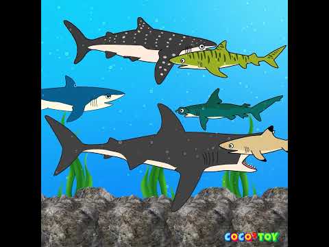 The baby sharks were born together! #shortsㅣCoCosToy
