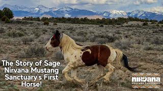 The Heartwarming Story of Sage the Fifteenmile Wild Horse First Horse of Nirvana Mustang Sanctuary