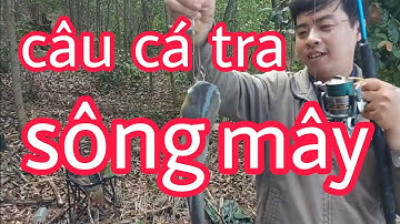 Bình Vlog Câu Cá Trê Sông, cá tra Sông Mây