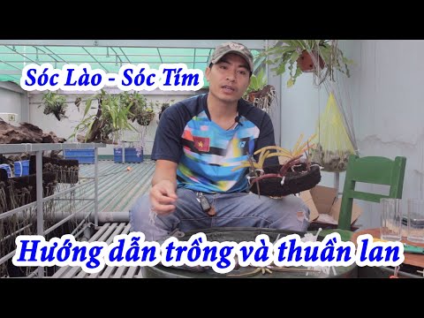 Hướng dẫn trồng và thuần lan rừng Sóc Lào hay còn gọi Sóc Tím cho người mới chơi | Foci