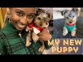 My New Yorkie Pup | How to Potty Train Quickly  | Purchase Story