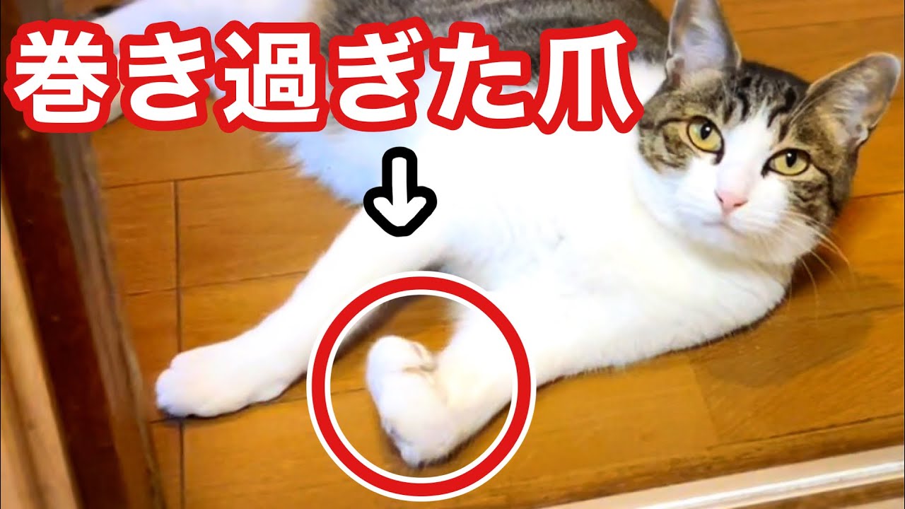 元野良 前足骨折 人馴れしてない保護猫の爪切り Youtube