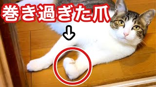 【元野良】前足骨折 人馴れしてない保護猫の爪切り