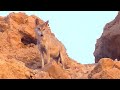 Wolf Vs. Ibex kid, Wolf predating on Ibex kids in Ein Gedi, זאב טורף גדי יעלים