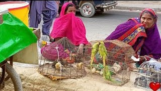 Biggest Birds Market Lalukhet Karachi Reasonable All Bird