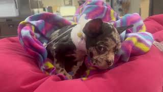 Desperately Ill French Bulldog Puppy Surrendered at Just 8WeeksOld