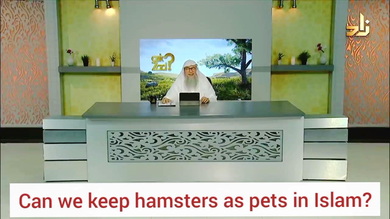 Keeping Hamsters As Pets