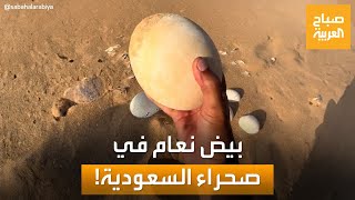 حالة نادرة.. العثور على بيض نعام بصحراء السعودية