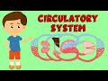 Mastering The Circulatory System And Its Essential Functions