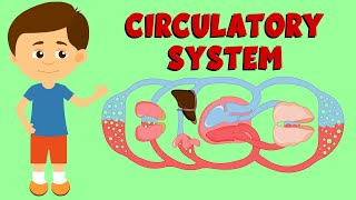 Circulatory System  Cardiovascular System  Anatomy and Function  Circulation Types