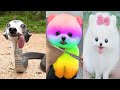 दुनिया के 10 सबसे अनोखे कुत्ते  जिन्हें देखने के लिए नसीब लगता है ||Top 10 Most Cute & Funny Dogs