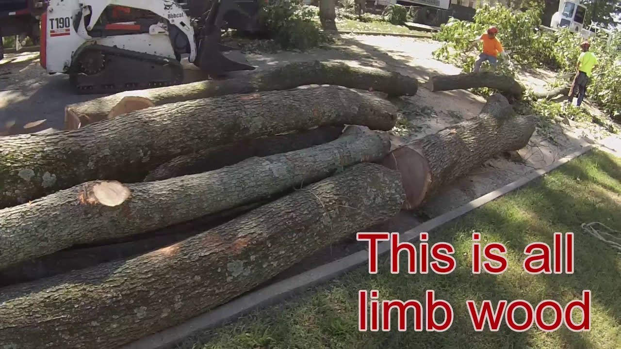 craneofaringioma Large red Oak removal
