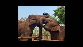 Chiang Mai Thailand Elephant Encounter