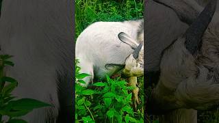 ???local goat of Nepalgoatfarming needsupportguys subscribetomychannel plz everyone