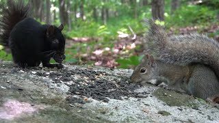 Black Squirrels and Chipmunks in the Forest  10 Hour CAT TV  June 27, 2023