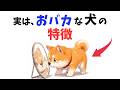 【笑える癒やし】天然すぎて愛おしい！おバカな犬の特徴 13選