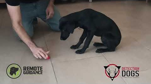 Detection dogs: Distractions on passive indication