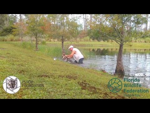 Man pulls puppy from alligator's jaws in Estero