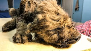 Meet Dogor, The Adorable 18,000 Year Old Prehistoric Puppy Buried In The Permafrost Of Russia