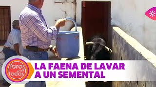 La faena de lavar al semental cuando está impregnado de un peligroso olor a vaca