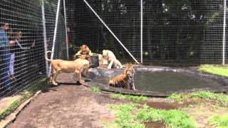 पूल में बाघ और शेर