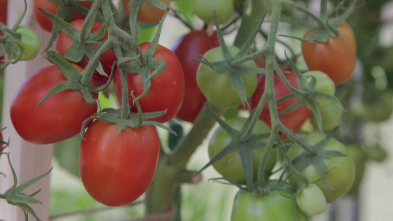 Самые урожайные томаты подмосковья. Томат шпинель f1 партнер. Томат шпинель f1. Томат Великосветский f1.