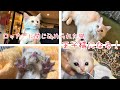 【子猫保護】8月の暑い日、ロッカーに閉じ込められ、ミイラのように痩せこけた１匹の子猫を保護した。＃子猫＃保護猫