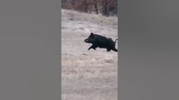 Wild Boar Lift-Off – Невероятная сила удара!  #wildboar #huntingshorts #subscribe #youtubeshorts #yt