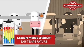 Why Ear Temperature is Key | CowManager | Global