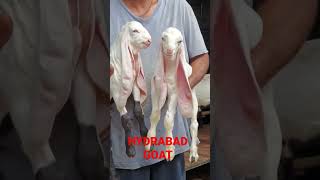 Gulabi hydrabad goatfunny shorts bakra goatfarming youtube viral