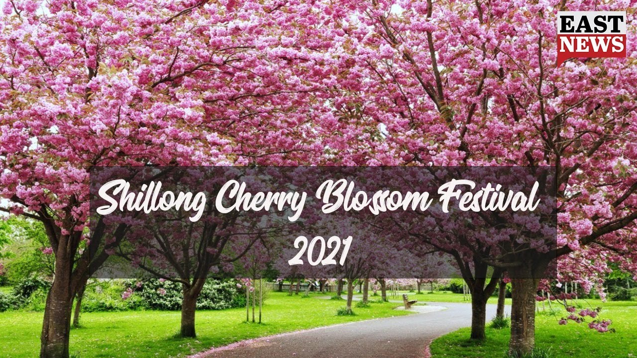 Shillong Cherry Blossom Festival 2021 East News YouTube