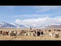 The Changpas of Rupshu | Winter in Ladakh | Episode#6