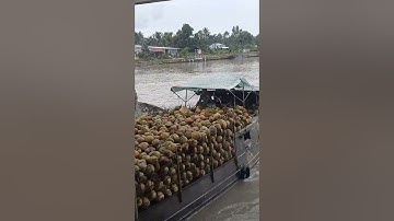 Ghe dừa vượt cống.#short.