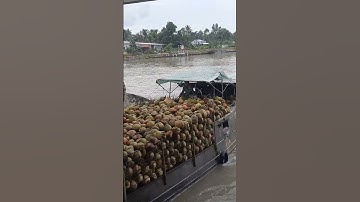 Ghe dừa vượt cống.#short.