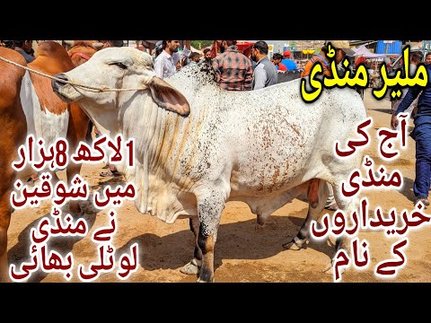 Malir Mandi Karachi Cattle Latest Rates Update 28 May 2024 