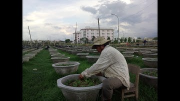 Kỹ thuật cắt cơi lần 1 cúc pha lê trồng hoa tết 2022