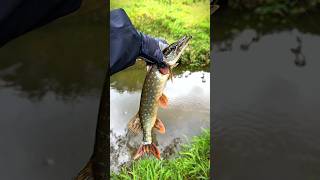 А ВОТ и ЩУЧЕНЦИЯ 🐊 #рыбалка #спиннинг #щука #микроджиг #поклевка