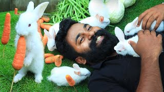 വയറുനിറച്ഛ് മുയൽ കുഞ്ഞുങ്ങളെ വാങ്ങിച്ചു | Buying Cutest Rabbits | M4 Tech |