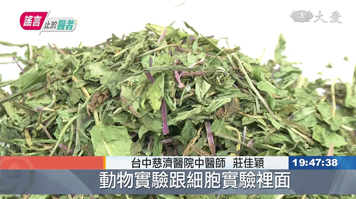 蒲公英茶清熱解毒 醫: 無法治療癌症 - 天天要聞