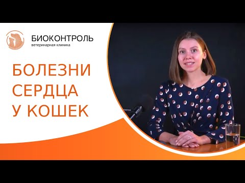 🐱 Диагностика, лечение и профилактика болезней сердца у кошек. Болезни сердца у кошек. 18+