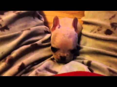 mini teacup french bulldog puppies for sale in los angeles area