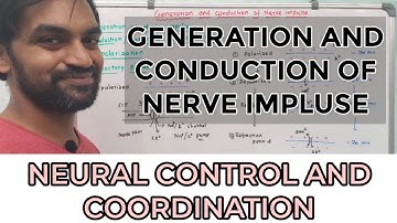 Generation and conduction of nerve impulse