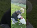 🦢 इंसान और हंसनी की अनोखी दोस्ती एक सच्ची कहानी जो दिल छू जाएगी #HumanAnimalBond #HeartTouchingStory
