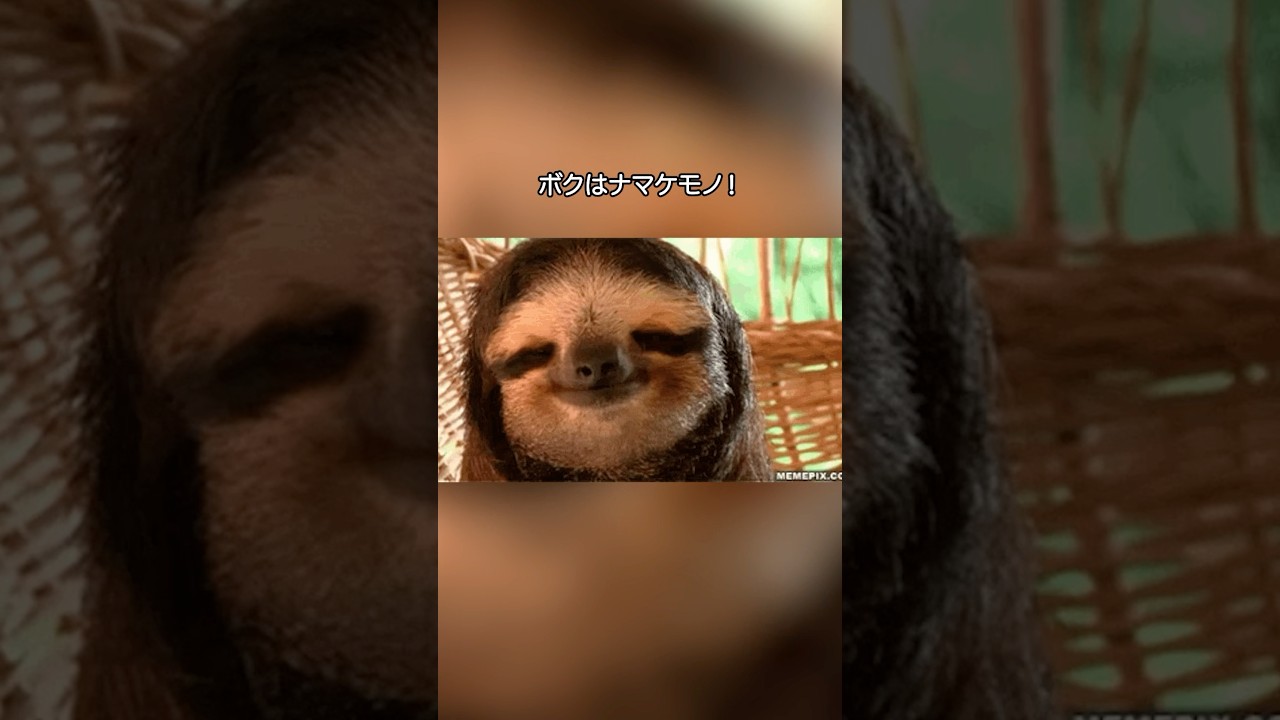【究極のエコ】ナマケモノさんの可愛さが分かる1分解説